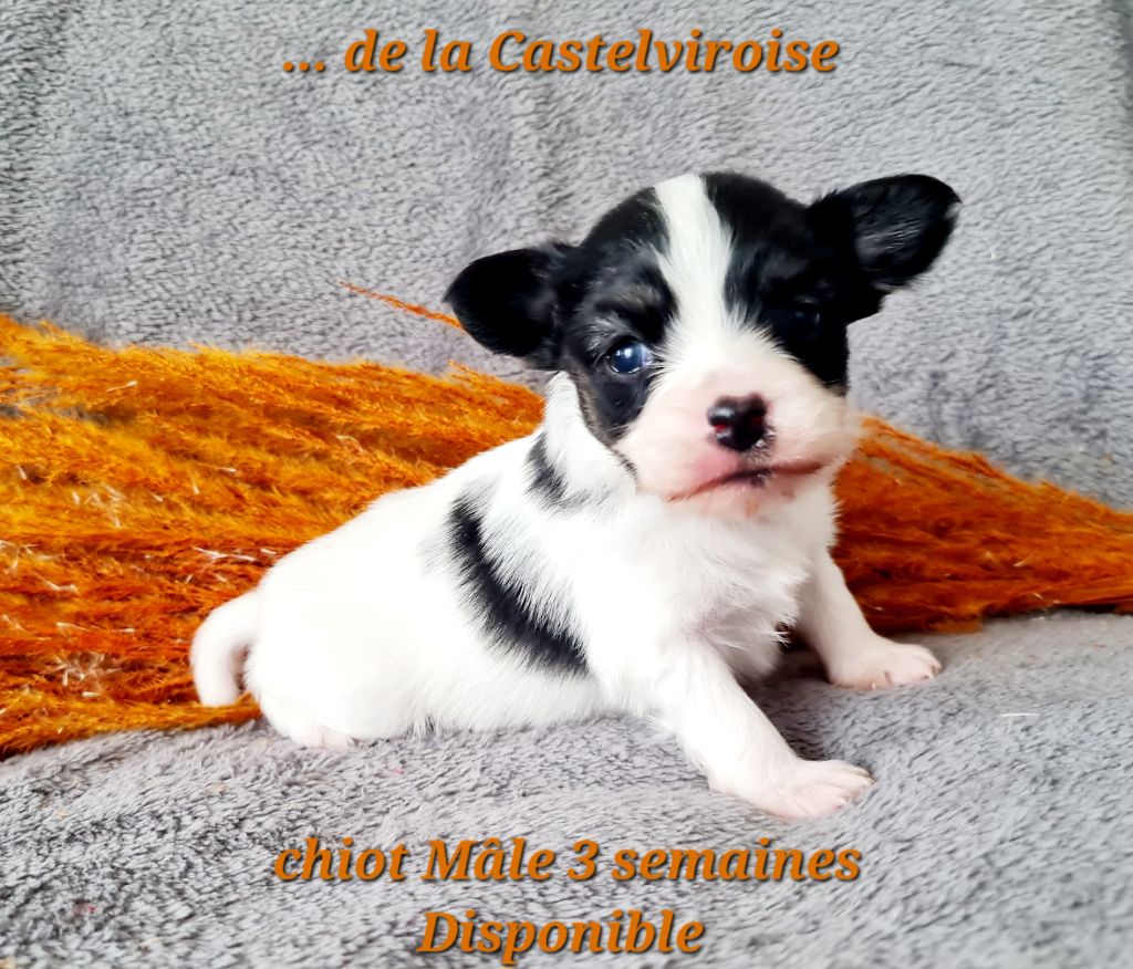 De la castelviroise - Chiot disponible  - Epagneul nain Continental (Papillon)