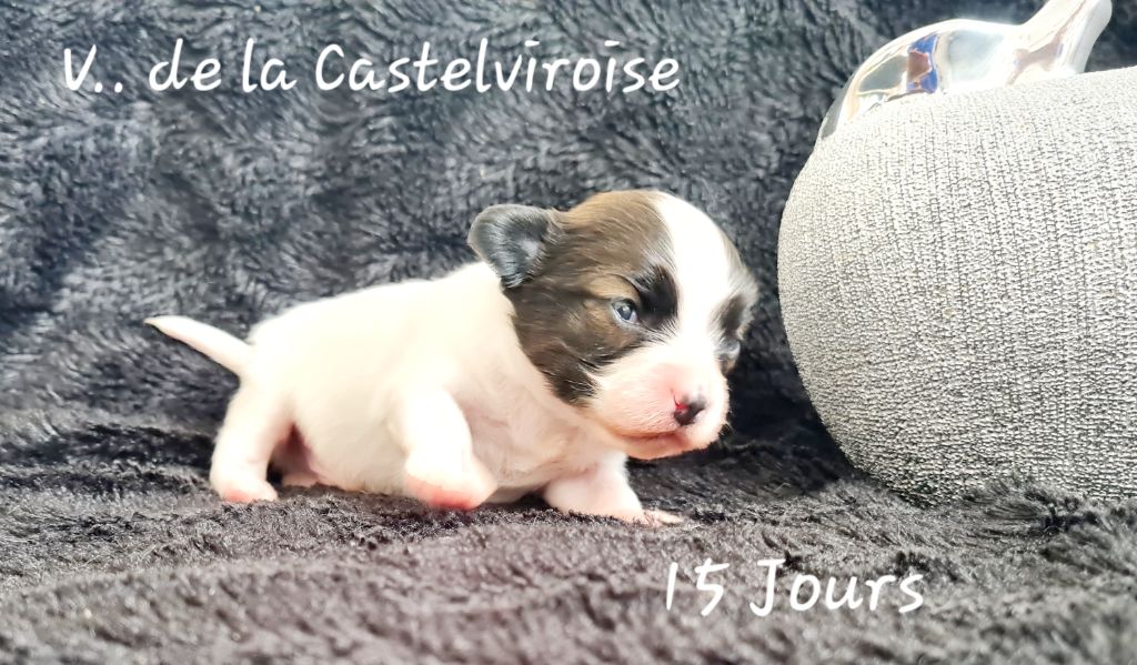 De la castelviroise - Chiot disponible  - Epagneul nain Continental (Papillon)