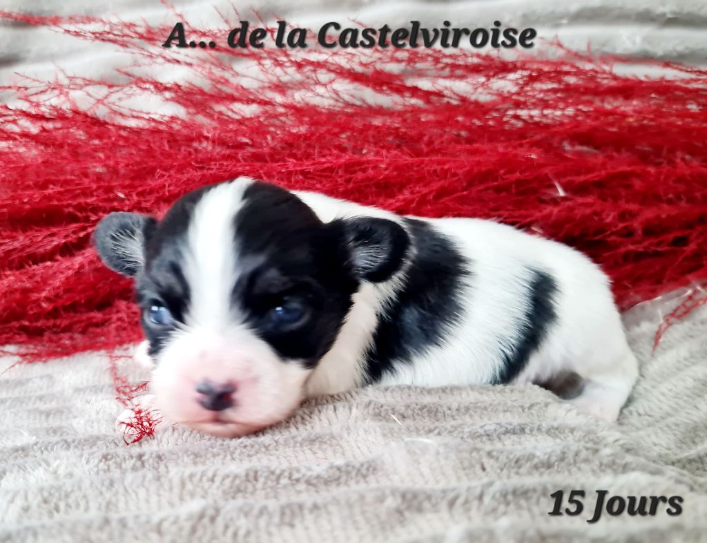 De la castelviroise - Chiot disponible  - Epagneul nain Continental (Papillon)