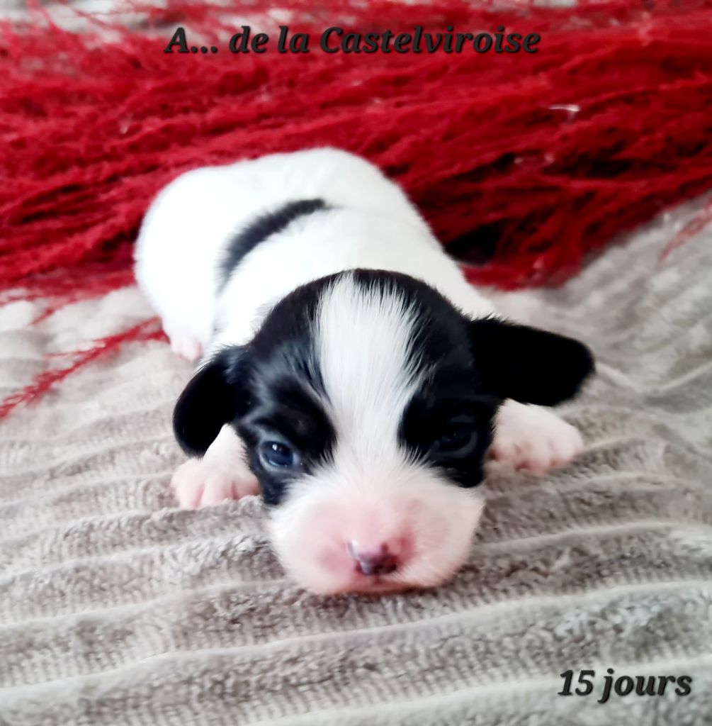 De la castelviroise - Chiot disponible  - Epagneul nain Continental (Papillon)