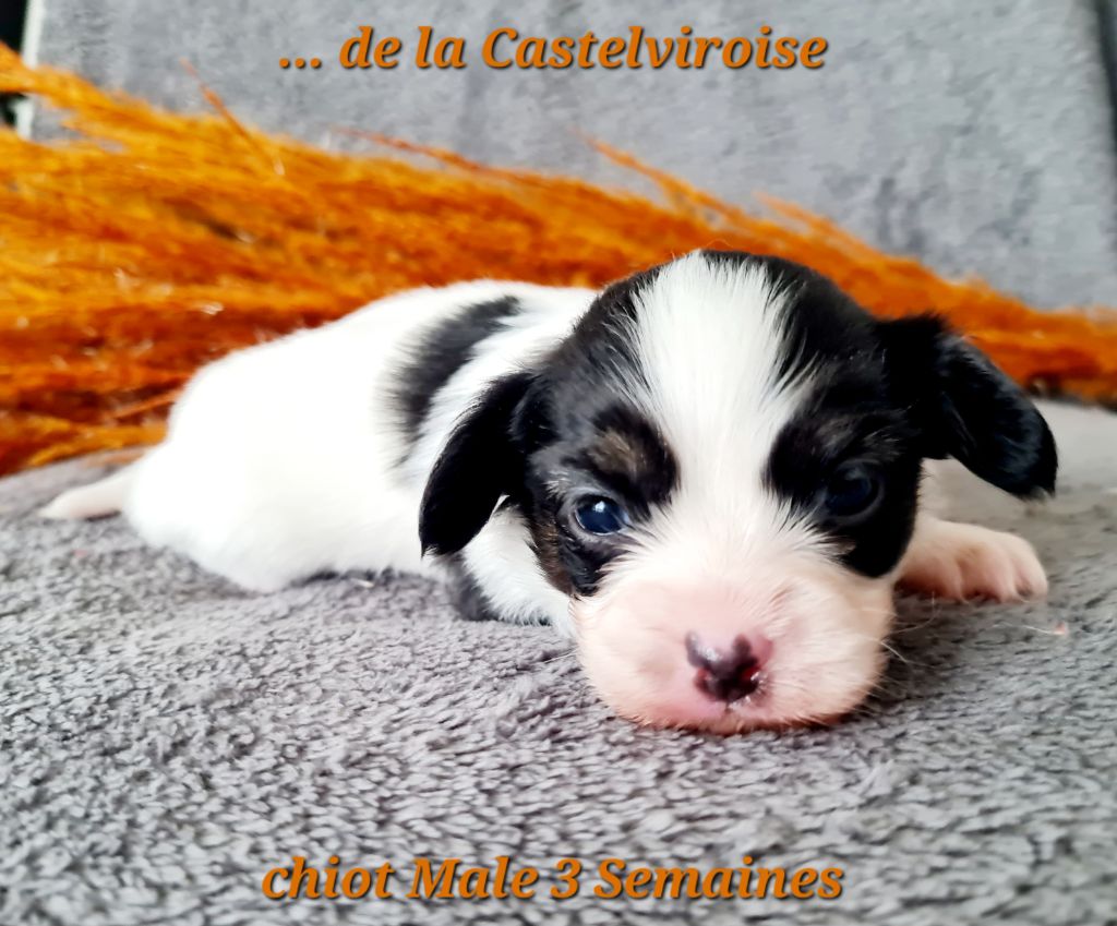 De la castelviroise - Chiot disponible  - Epagneul nain Continental (Papillon)