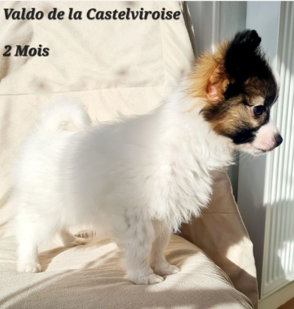 De la castelviroise - Chiot disponible  - Epagneul nain Continental (Papillon)