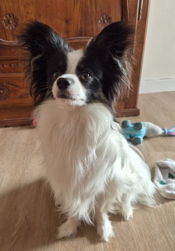 Askell De la castelviroise