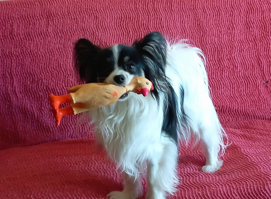 Alfie De la castelviroise