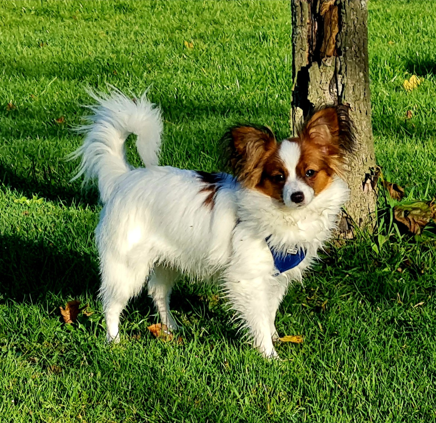 Abelia Du Domaine De Hunaudaye