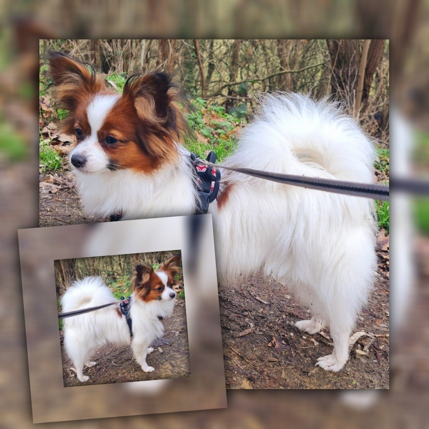 Abelia Du Domaine De Hunaudaye