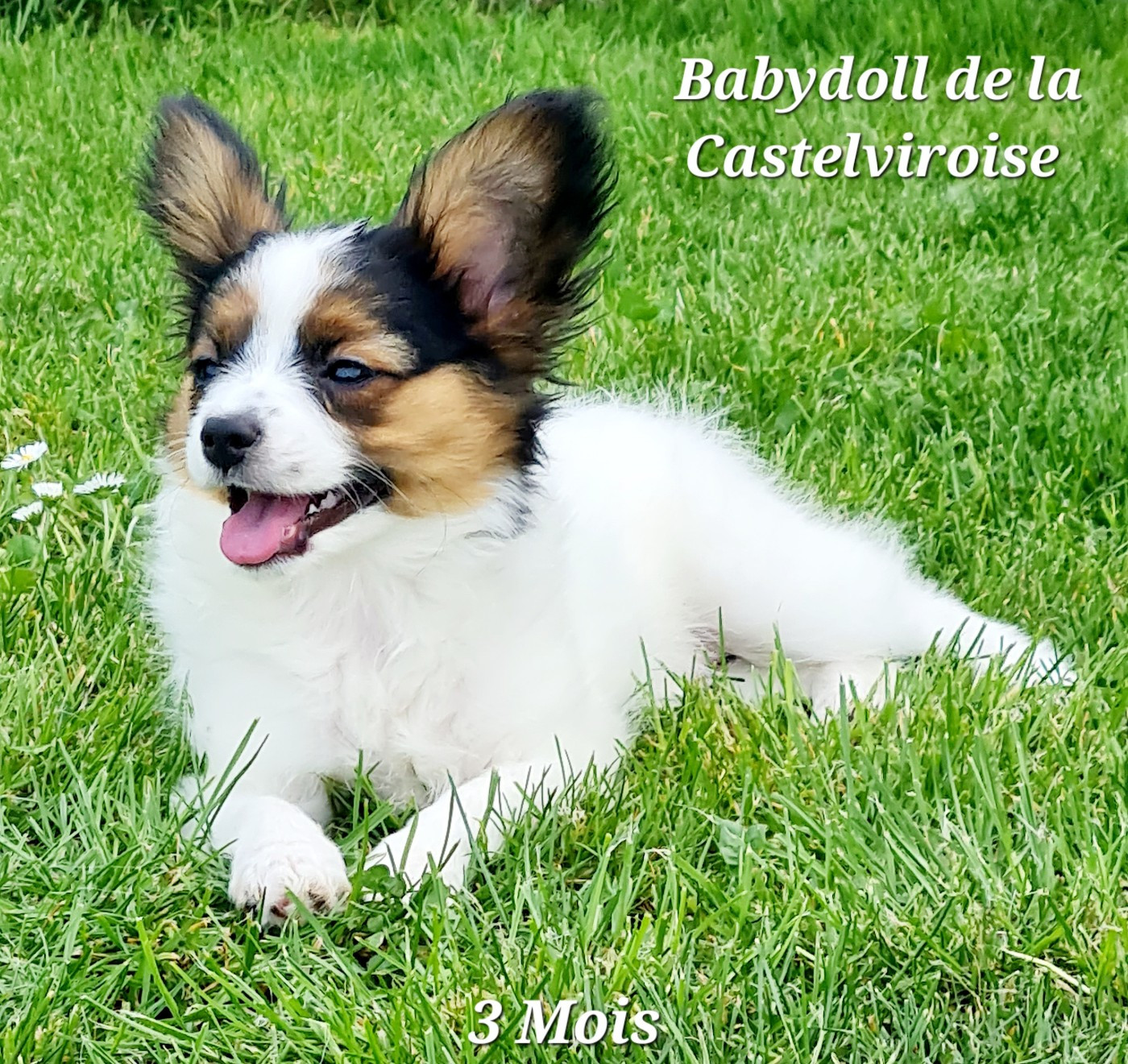 Babydoll  De la castelviroise