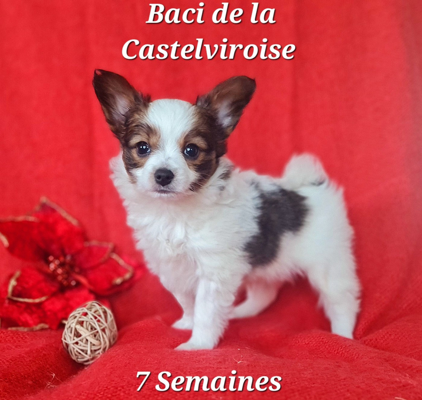 Baci De la castelviroise