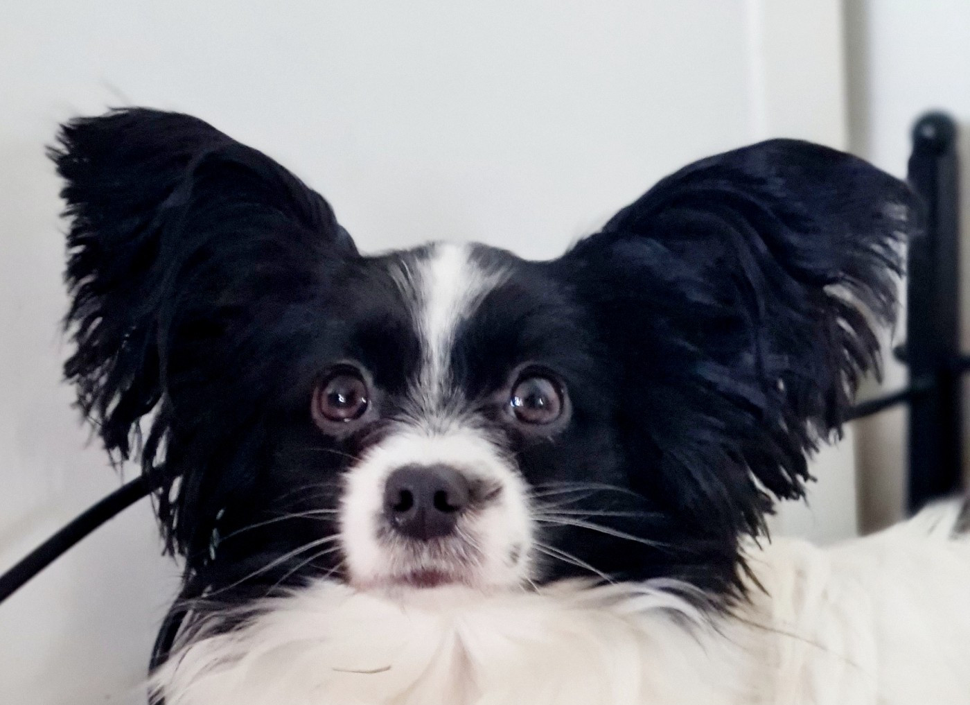 Confirmation de Gestation pour Vista