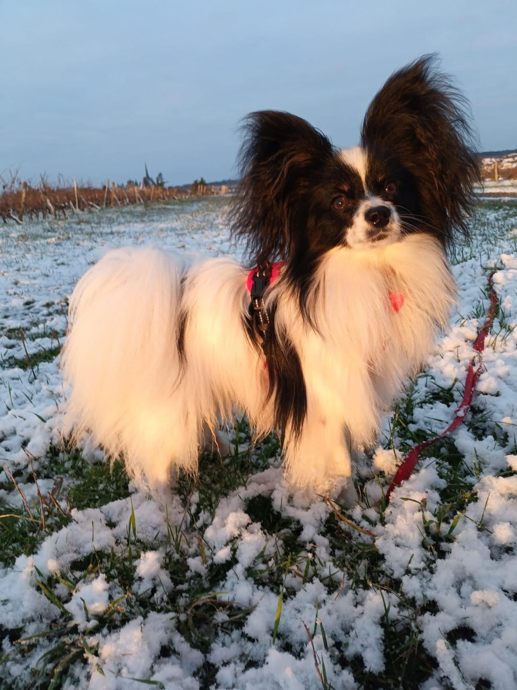 Un petit coucou de Vladi de la Castelviroise