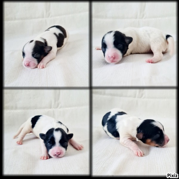 Les Bébés de Vista à 4 Jours