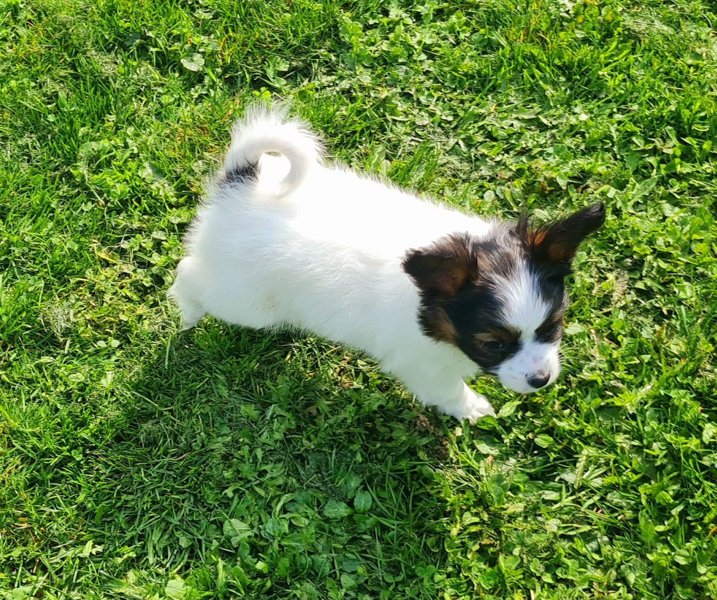 Petite Femelle Disponible à la Réservation