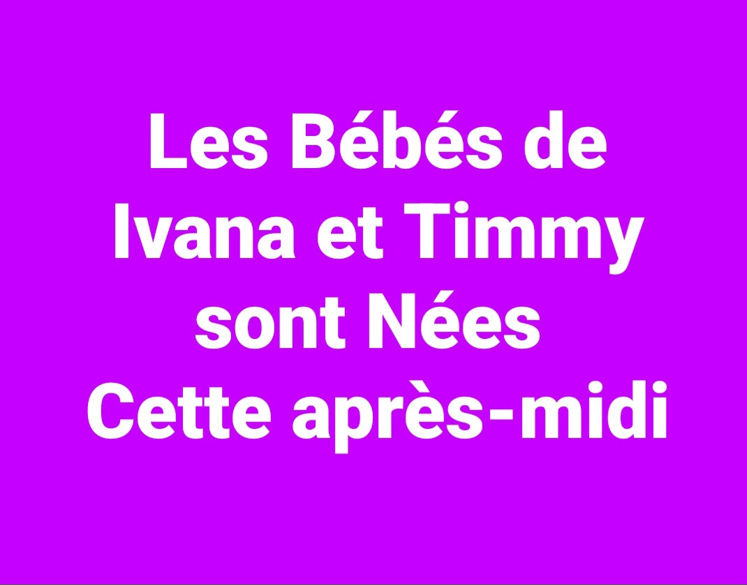 Les Bébés de Ivana Camelia