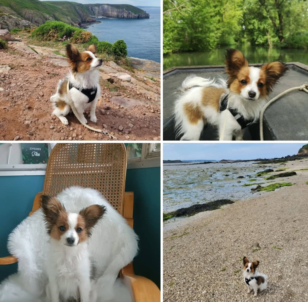 Baci de la Castelviroise à 4 Mois