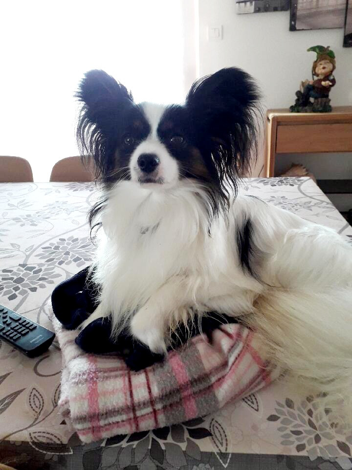 Un petit coucou de Azzaro de la Castelviroise