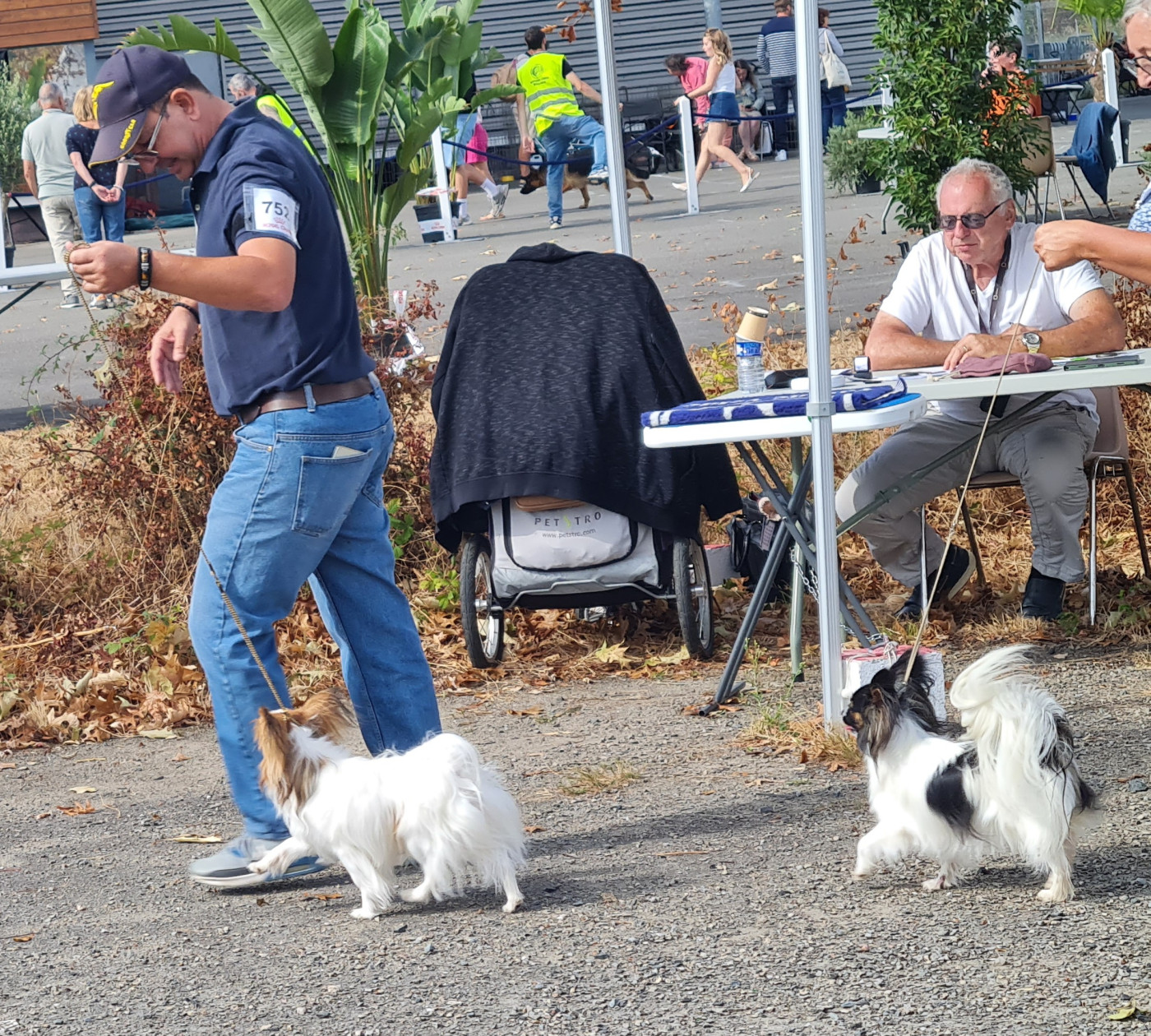 Exposition de Segré 49