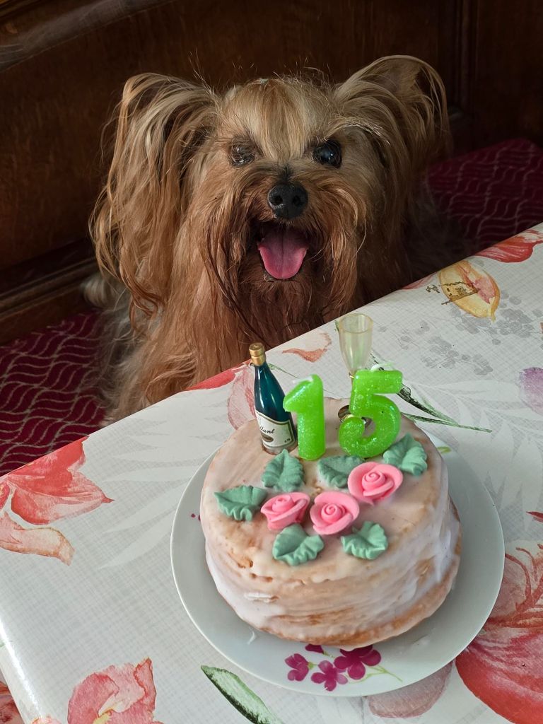 Fendy de la Castelviroise 15 ans