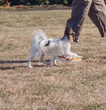 Nos Epagneul papillon 