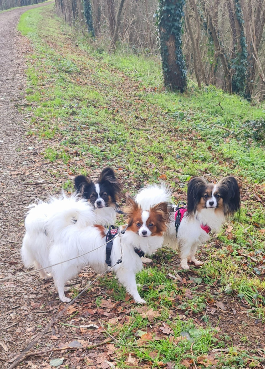 Nos Epagneul papillon 