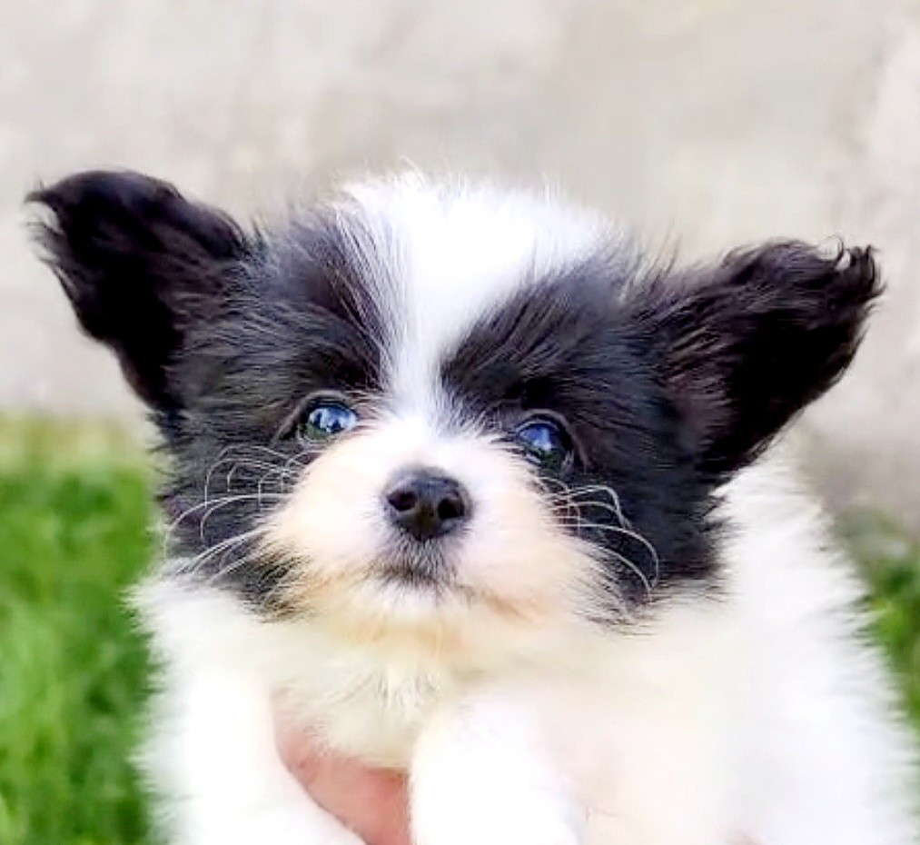 Nos Epagneul papillon 