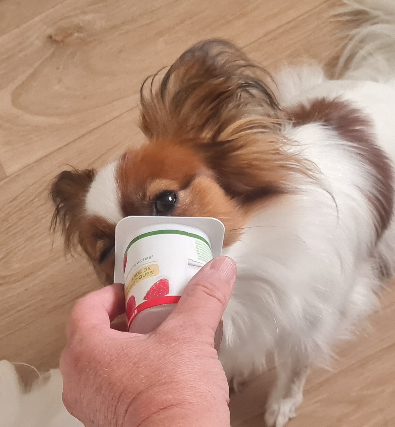 Nos Epagneul papillon 