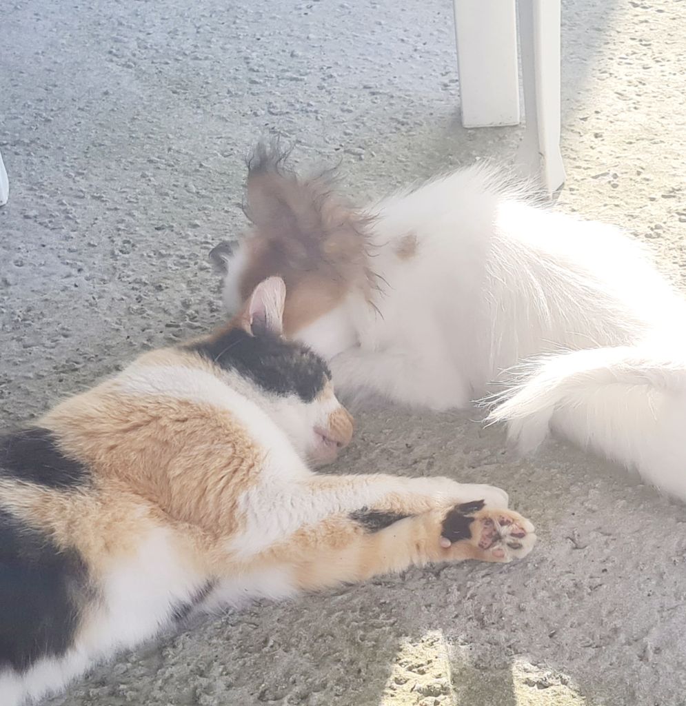 Nos Epagneul papillon 