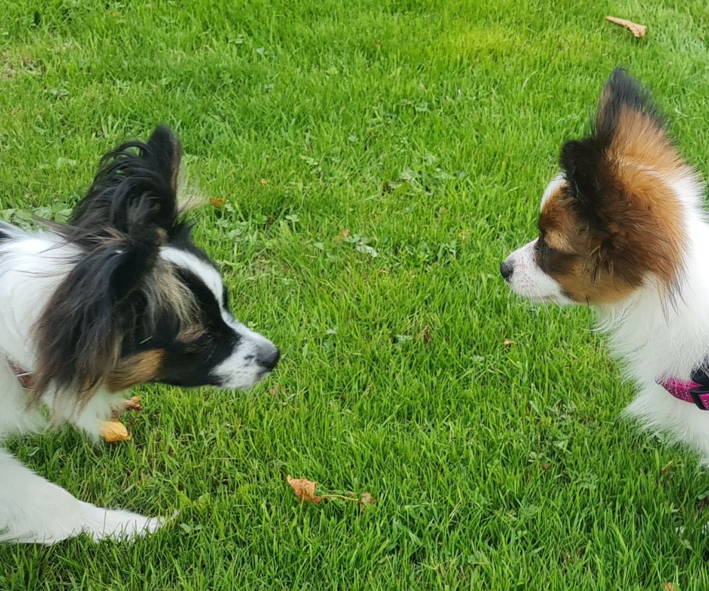 Nos Epagneul papillon 
