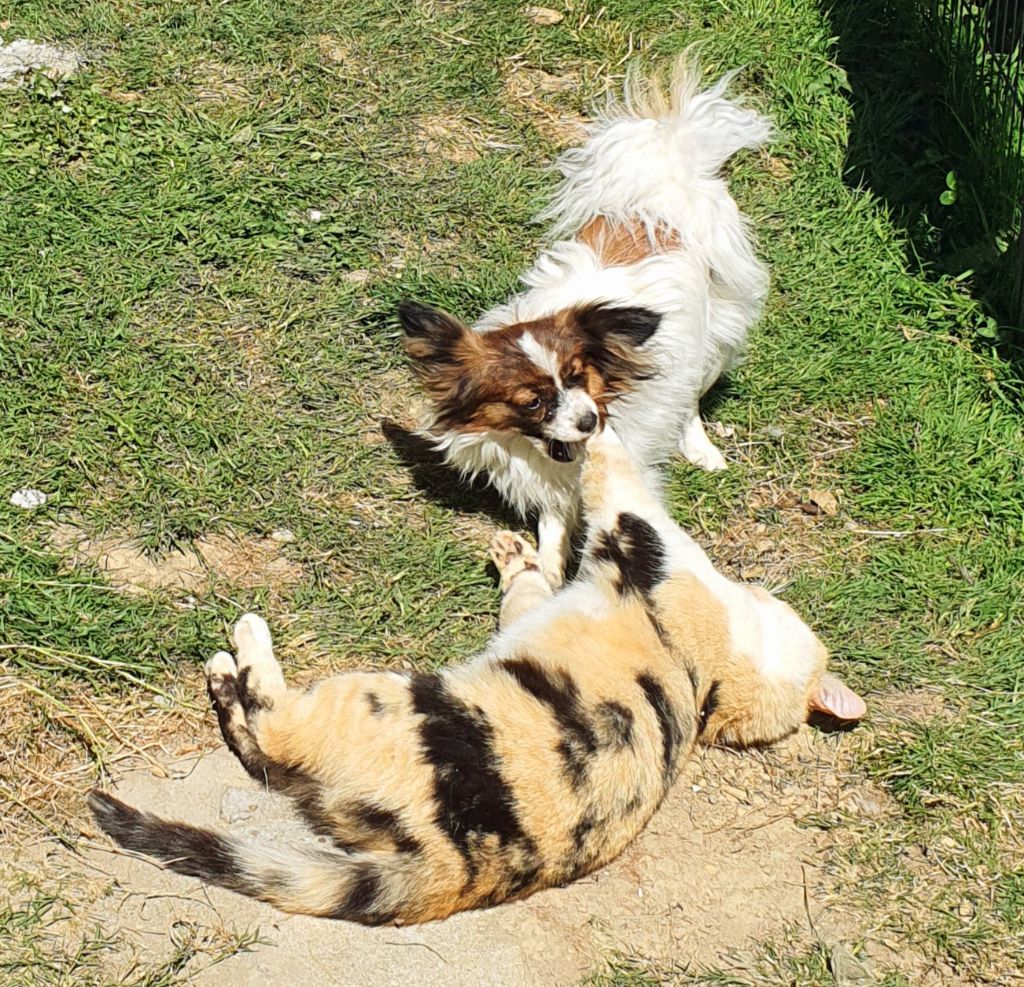 Nos Epagneul papillon 