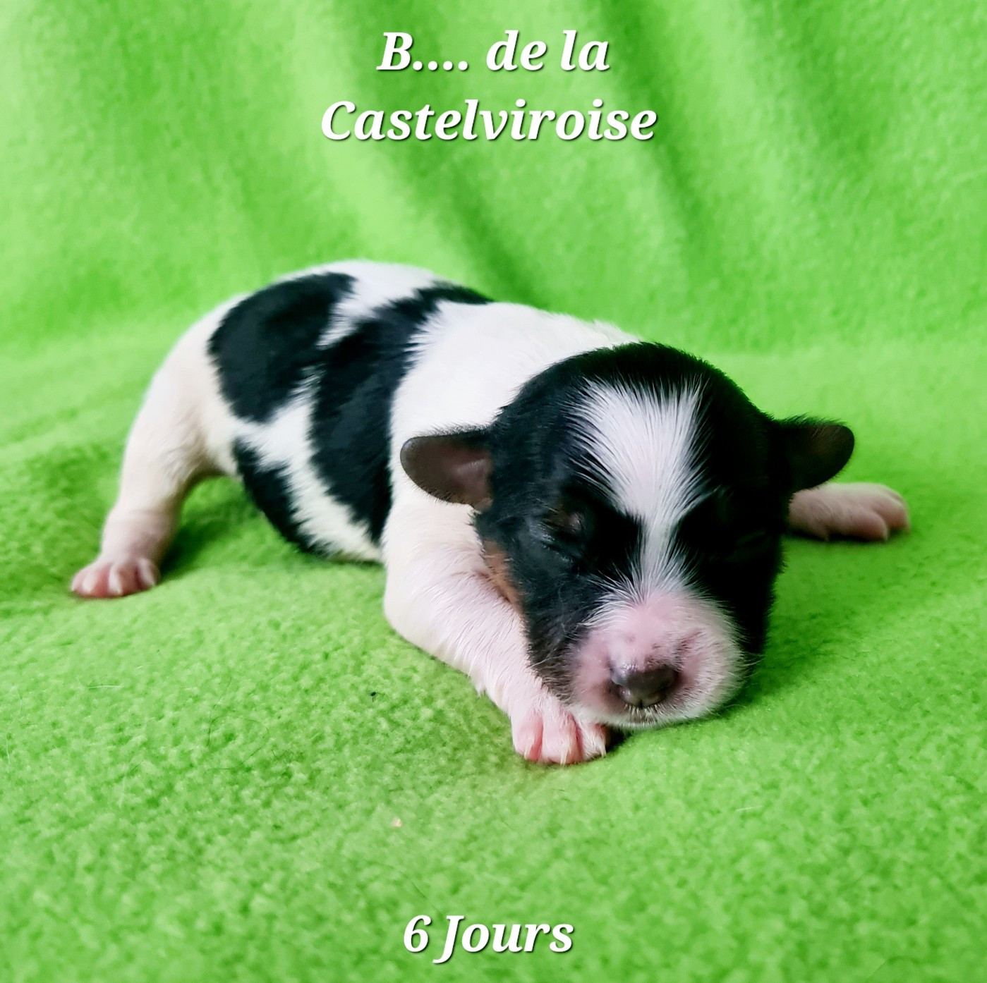 De la castelviroise - Chiots disponibles - Epagneul nain Continental (Papillon)