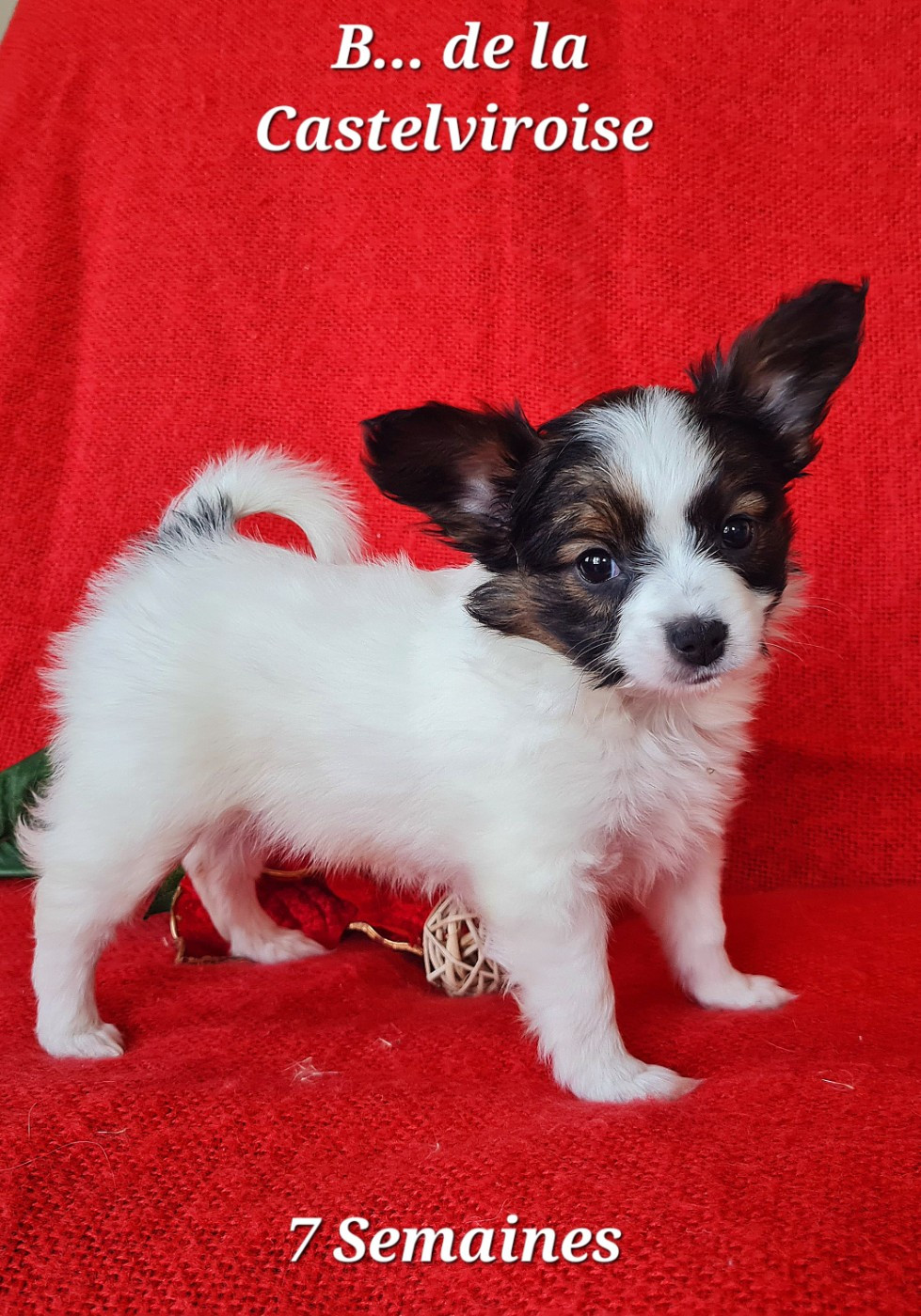 De la castelviroise - Chiots disponibles - Epagneul nain Continental (Papillon)