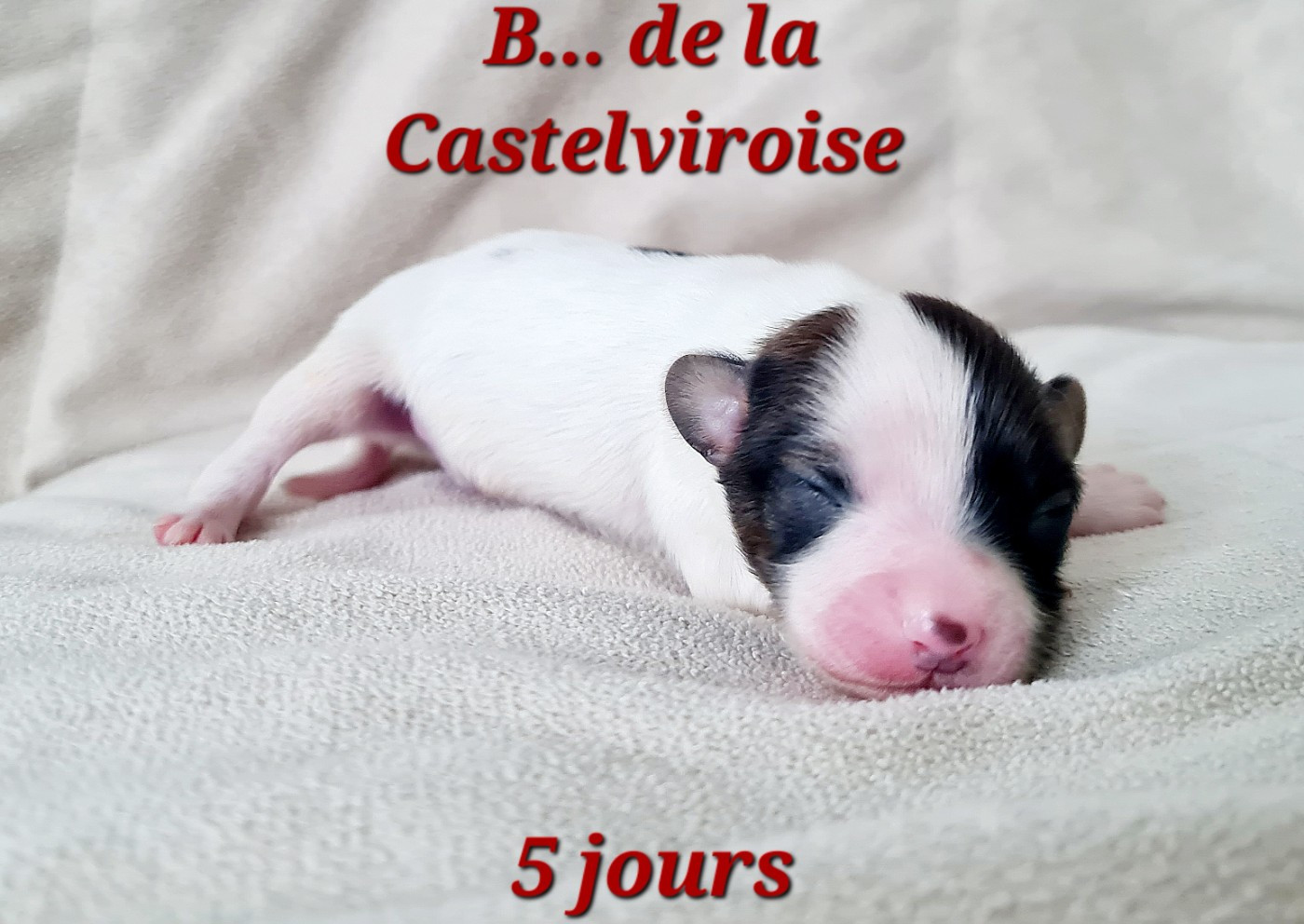 De la castelviroise - Chiots disponibles - Epagneul nain Continental (Papillon)