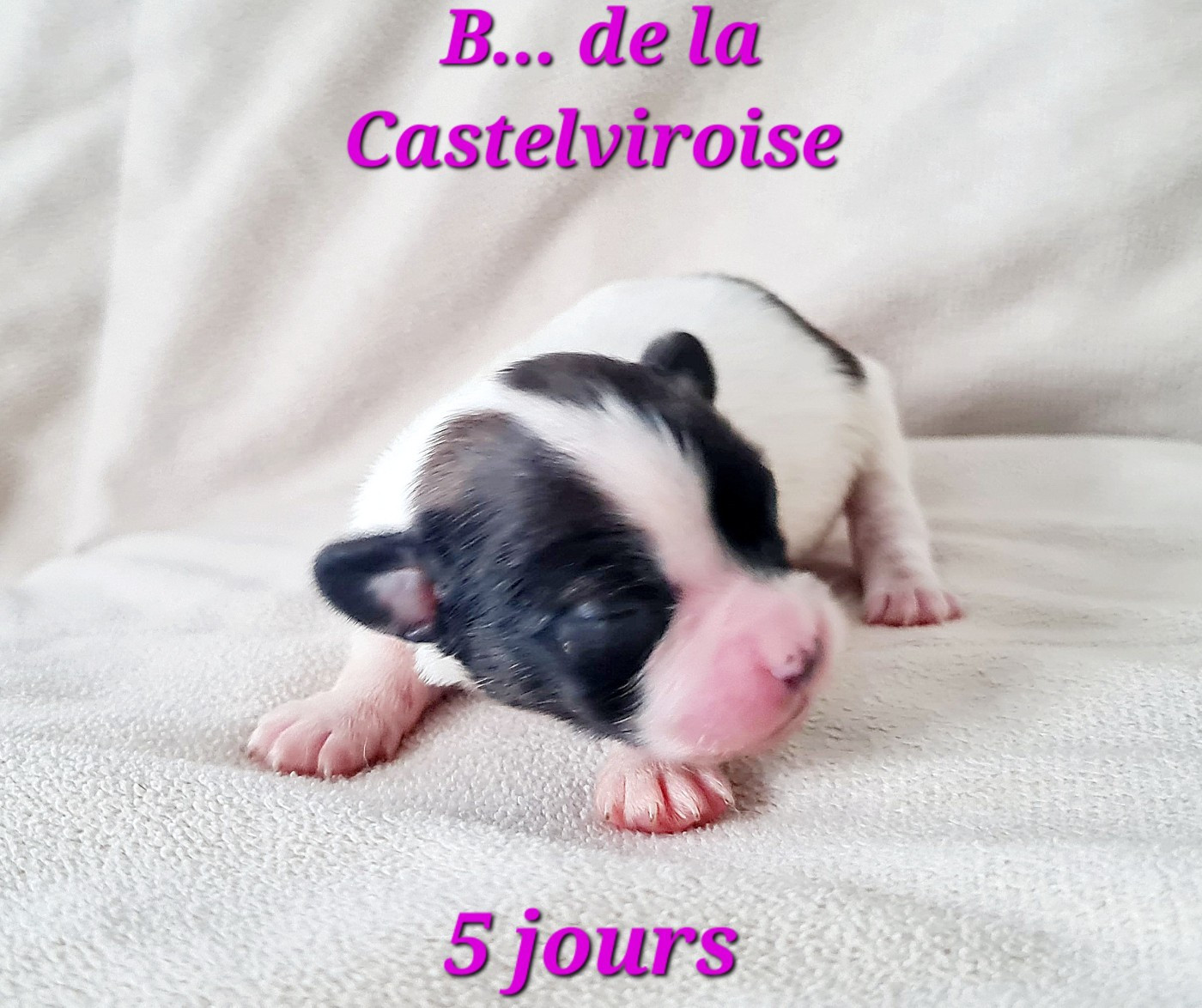 De la castelviroise - Chiots disponibles - Epagneul nain Continental (Papillon)