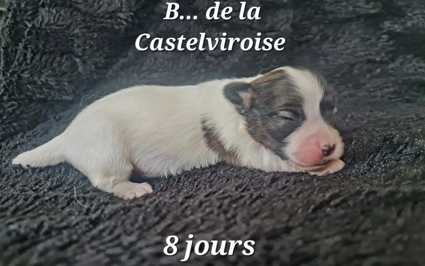 Chiot Epagneul nain Continental (Papillon) De la castelviroise