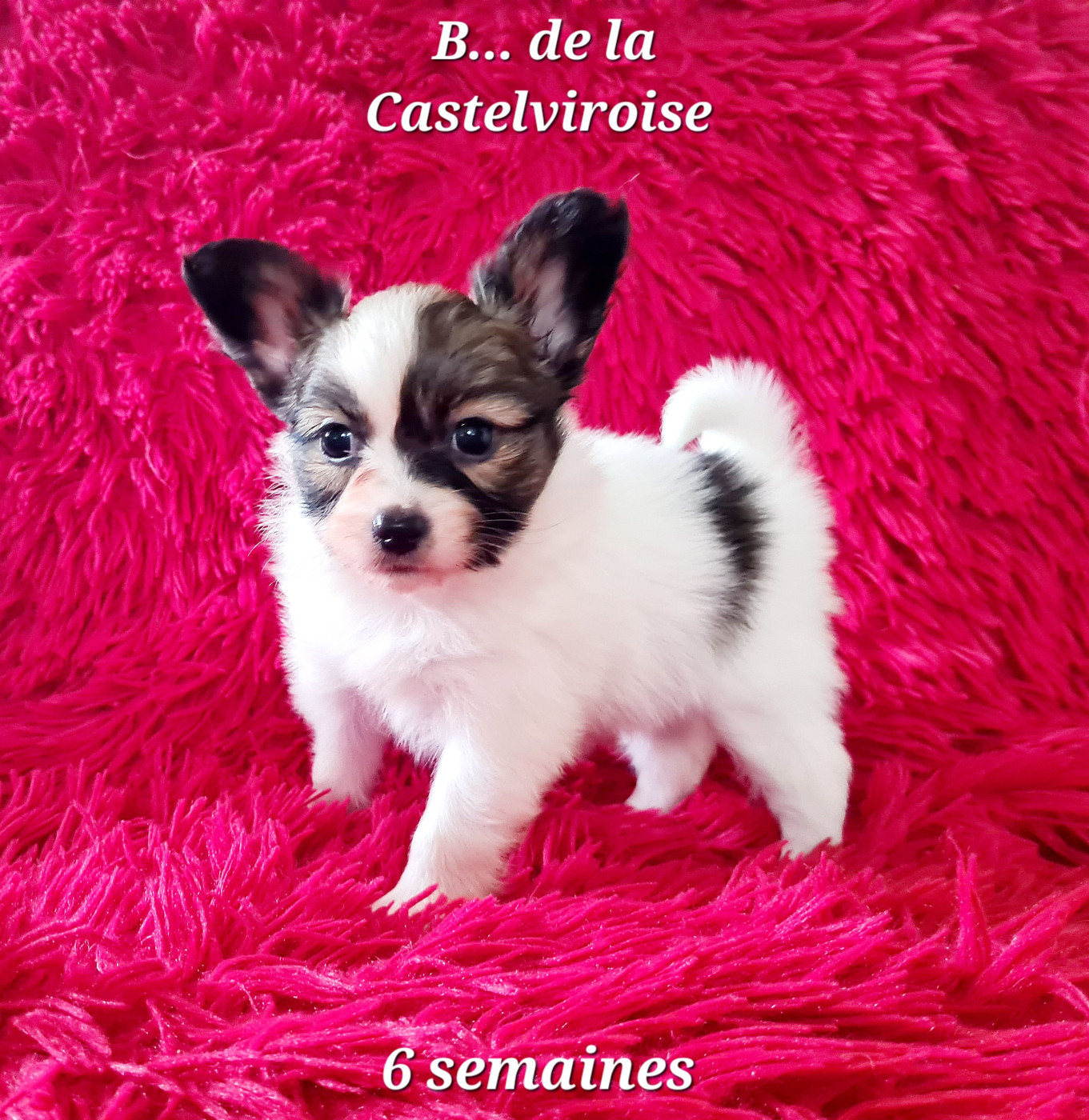 De la castelviroise - Chiots disponibles - Epagneul nain Continental (Papillon)
