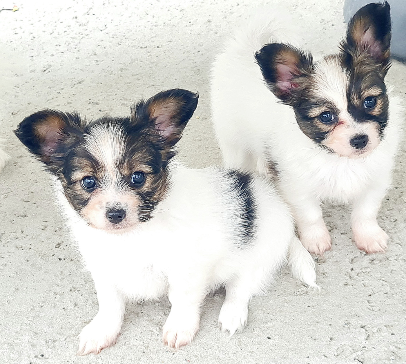 Chiot Epagneul nain Continental (Papillon) De la castelviroise
